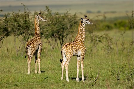 simsearch:862-03807739,k - Kenya, Masai Mara.  Two young Masai giraffe look out over the plains. Foto de stock - Con derechos protegidos, Código: 862-03731684