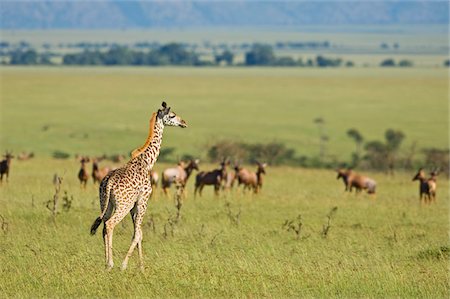 simsearch:862-03736905,k - Kenya, Masai Mara.  A  young Masai giraffe looks out over the plains. Stock Photo - Rights-Managed, Code: 862-03731685