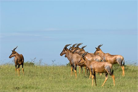 damaliscus korrigum - Kenya, Masai Mara. Un troupeau de topi. Photographie de stock - Rights-Managed, Code: 862-03731687