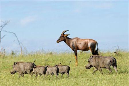 damaliscus korrigum - Kenya, Masai Mara. Une famille de racine phacochères dans l'herbe devant un topi. Photographie de stock - Rights-Managed, Code: 862-03731689