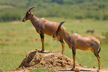 damaliscus korrigum - Kenya, Masai Mara. Topi tient debout sur une termitière pour veiller sur la savane pour les prédateurs. Photographie de stock - Rights-Managed, Code: 862-03731698