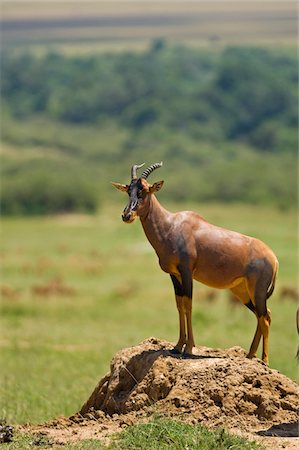 damaliscus korrigum - Kenya, Masai Mara. Topi tient debout sur une termitière pour veiller sur la savane pour les prédateurs. Photographie de stock - Rights-Managed, Code: 862-03731699