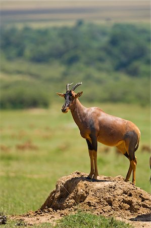 damaliscus korrigum - Kenya, Masai Mara.  Topi stands up on a termite  mound to watch over the savannah for predators. Stock Photo - Rights-Managed, Code: 862-03731699