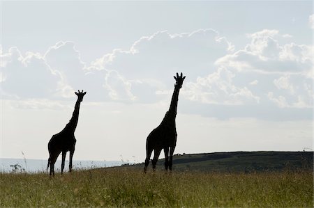 simsearch:862-03807739,k - Kenya, Masai Mara.  Masai giraffe out on the plains. Foto de stock - Con derechos protegidos, Código: 862-03731706