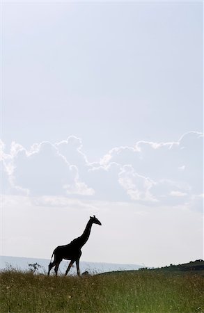 simsearch:862-03807739,k - Kenya, Masai Mara.  Masai giraffe out on the plains. Foto de stock - Con derechos protegidos, Código: 862-03731707