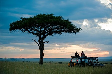 Kenya, Masai Mara. Une pause pour un sundowner sous un arbre de balanites pendant un safari safari familial. Photographie de stock - Rights-Managed, Code: 862-03731709
