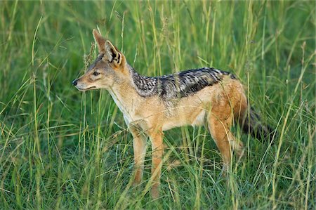 Kenya, Masai Mara.  A black-backed jackal Stock Photo - Rights-Managed, Code: 862-03731702