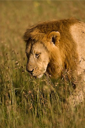 savannah - Kenya, Masai Mara.  A male lion stalks through the grass out on the plains. Fotografie stock - Rights-Managed, Codice: 862-03731717