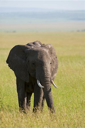 savannah - Kenya, Masai Mara.  Elephant out on the plains. Foto de stock - Con derechos protegidos, Código: 862-03731718