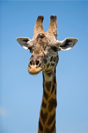 Kenya, Masai Mara.  Masai giraffe. Stock Photo - Rights-Managed, Code: 862-03731744