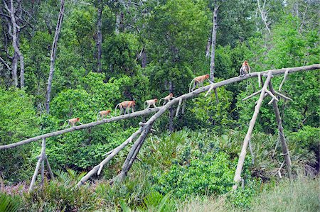 simsearch:841-02924000,k - South East Asia, Malaysia, Borneo, Sabah, Labuk Bay Proboscis Monkey Sanctuary, Proboscis monkey Foto de stock - Con derechos protegidos, Código: 862-03731799