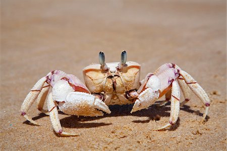 Mozambique, archipel de Bazaruto. Un crabe-fantôme. Photographie de stock - Rights-Managed, Code: 862-03731890