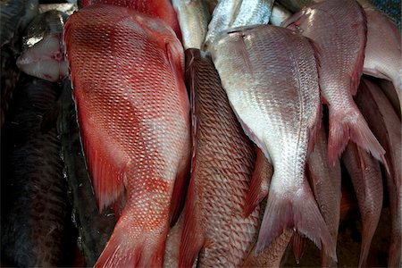 Mozambique, Maputo. Fresh fish at a Maputo fish market. Stock Photo - Rights-Managed, Code: 862-03731901