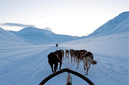 snow sledge - Arctic, Norway, Spitsbergen. Dog sledding near Longyearbyen. Stock Photo - Rights-Managed, Code: 862-03732005