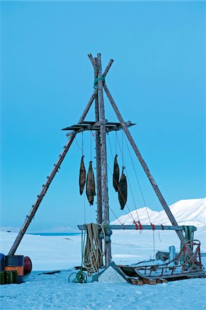 Arktis, Norwegen, Spitzbergen. Dichtungen, die Luft wird geheilt, am alten Bahnhof der Überfüllung. Stockbilder - Lizenzpflichtiges, Bildnummer: 862-03732003