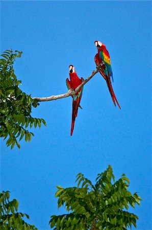 perroquet - Pérou. Aras rouges colorés percher haut au-dessus de la canopée de la forêt près des rives du fleuve Madre de Dios Photographie de stock - Rights-Managed, Code: 862-03732019