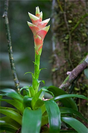 Pérou. Un bromelia poussant dans la forêt tropicale du bassin amazonien. Le bromelia plus connu est l'ananas. Photographie de stock - Rights-Managed, Code: 862-03732024