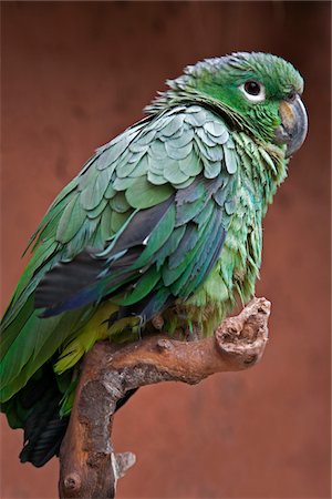 Peru. A green parrot of the genus Amazona. Foto de stock - Con derechos protegidos, Código: 862-03732034