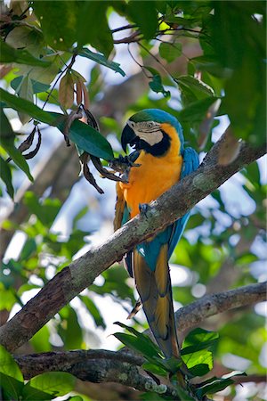 Pérou. Un Ara bleu et jaune coloré dans la forêt tropicale du bassin amazonien. Photographie de stock - Rights-Managed, Code: 862-03732030