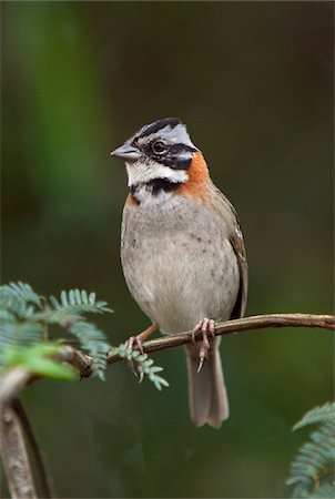 sacred valley of the incas - Peru, A rufous-collared sparrow. These birds are commonly seen around the world-famous Inca ruins at Machu Picchu. Stock Photo - Rights-Managed, Code: 862-03732067