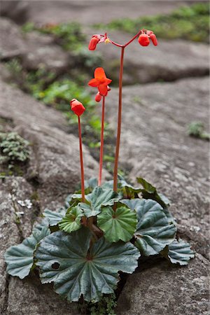simsearch:862-03360473,k - Peru, Begonia veitchi with its bright flowers is adapted to high altitudes and is typically found in rocky positions around Machu Picchu. Foto de stock - Con derechos protegidos, Código: 862-03732068