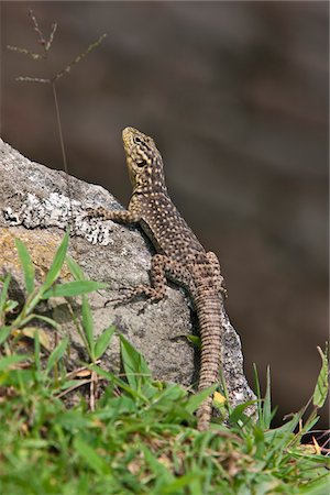 simsearch:862-03360473,k - Peru, The Spiny Whorltail Iguana is a common reptile around the world-famous Inca ruins at Machu Picchu. Foto de stock - Con derechos protegidos, Código: 862-03732069