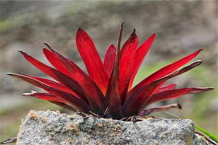 simsearch:862-03360697,k - Peru, This beautiful red-leafed bromeliad growing on a dry-stone wall at Machu Picchu captures moisture from the low clouds. Foto de stock - Con derechos protegidos, Código: 862-03732070