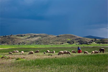 simsearch:862-03732050,k - Peru, A woman looks after her sheep along the shores of Lake Titicaca as rain threatens. Foto de stock - Con derechos protegidos, Código: 862-03732109