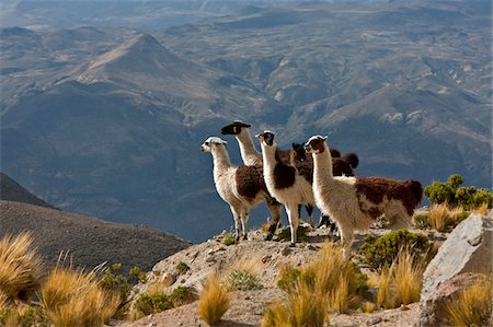 simsearch:862-03360523,k - Peru, Llamas in the bleak altiplano of the high Andes near Colca Canyon. Foto de stock - Con derechos protegidos, Código: 862-03732118