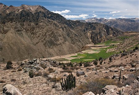 simsearch:862-03732137,k - Peru, Farms using pre-Inca terracing on the slopes of the magnificent Colca Canyon. Stock Photo - Rights-Managed, Code: 862-03732124