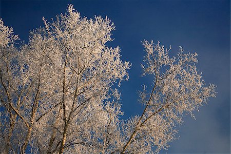 simsearch:862-03713335,k - Russland; Sibirien; Irkutsk; Ein Baum in Frost bedeckt Stockbilder - Lizenzpflichtiges, Bildnummer: 862-03732159