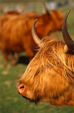 scottish cattle - Highland Cattle, Isle of Skye, Scotland Stock Photo - Rights-Managed, Code: 862-03732249