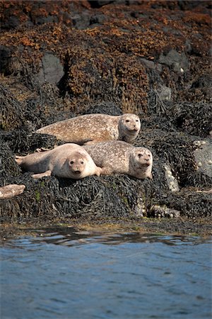 simsearch:862-08699942,k - Scotland, Isle of Mull. Common or Harbour seals hauled out on rocky islands near Tobermory. Stock Photo - Rights-Managed, Code: 862-03732291