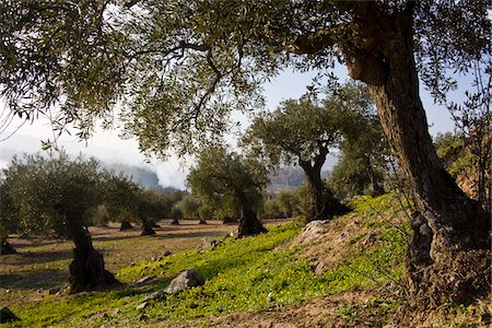 Olive trees around the castle of Medellin, Badajoz, Extremadura, Spain, Europe. Stock Photo - Rights-Managed, Code: 862-03732372