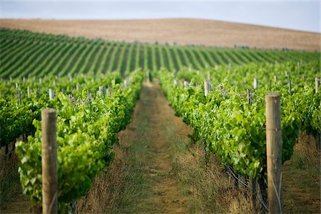 Australia, Tasmania, Pipers River.  Vineyard in the renowned Pipers River wine region. Stock Photo - Rights-Managed, Code: 862-03807281