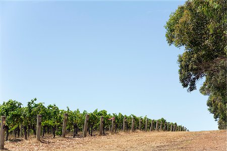 simsearch:862-03887125,k - Margaret River, Australien, West-Australien, Wilyabrup. Weinberg in der berühmten Weinregion Margaret River. Stockbilder - Lizenzpflichtiges, Bildnummer: 862-03807319