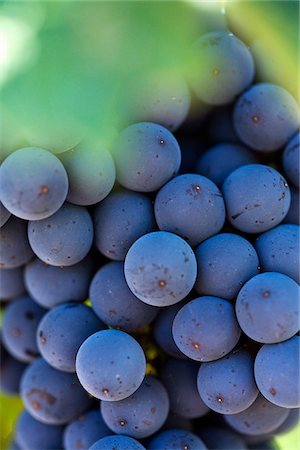 Australia, Western Australia, Margaret River, Wilyabrup.  Cabernet Sauvignon grapes on the vine. Stock Photo - Rights-Managed, Code: 862-03807320