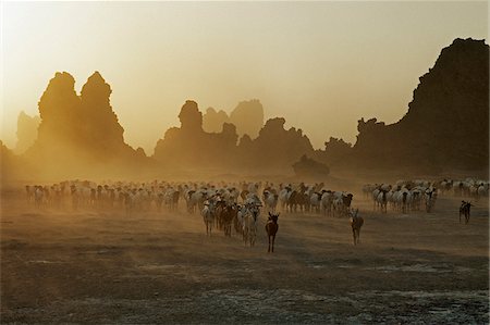 Lake Abbe, on the border of Djibouti and Ethiopia, is the last in a line of alkaline lakes in which the Awash River dissipates. Livestock belonging to the nomadic Afar people graze this harsh, windswept region. Stock Photo - Rights-Managed, Code: 862-03807339