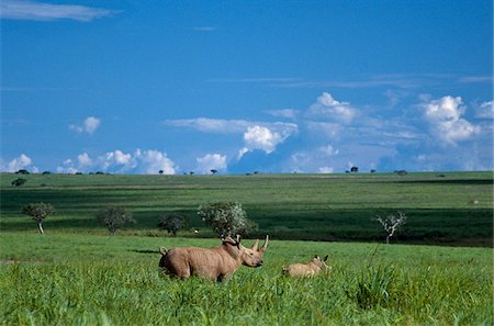 A northern white rhino and its calf in the Garamba National Park of Northern Congo DRC.  This sub-species is critically endangered and now probably extinct in the wild. Foto de stock - Con derechos protegidos, Código: 862-03807348