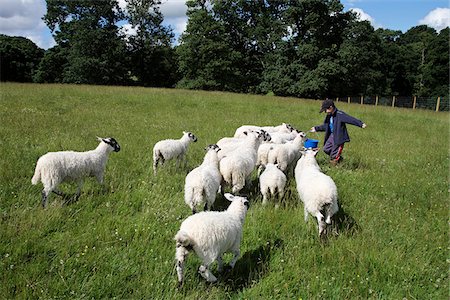 simsearch:6119-09062204,k - England, Lake District. Boy feeding sheep at Howbeck Lodge Farm in the Northern Fells. Foto de stock - Con derechos protegidos, Código: 862-03807355