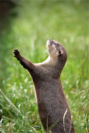 Centre de l'Angleterre, Cornwall, Tamar Otter & sauvages. Asiatique loutre griffes courtes mendier de la nourriture. Photographie de stock - Rights-Managed, Code: 862-03807360