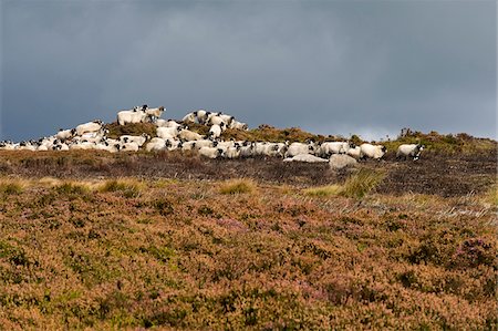 UK ; Yorkshire, Bingley et Ilkley Moor. Moutons skylined parmi les bruyères sur une lande des hautes terres. Photographie de stock - Rights-Managed, Code: 862-03807397