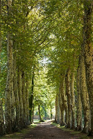 Sorèze Tarn, France. Avenue des platanes, dans l'enceinte de l'Abbaye Ecole de Sorèze. Photographie de stock - Rights-Managed, Code: 862-03807443