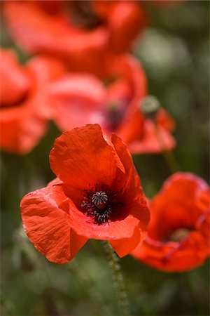 simsearch:862-03807468,k - France, Hautes-Alpes, Gap, coquelicots sauvages dans une prairie Alpine haute haute Alpes de la France. Photographie de stock - Rights-Managed, Code: 862-03807466