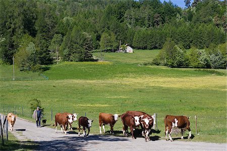 France, Hautes-Alpes, Gap. In the High Alps a farmer herds his cows down the road a traditional scene little changed over the past couple of centuries. Stock Photo - Rights-Managed, Code: 862-03807467