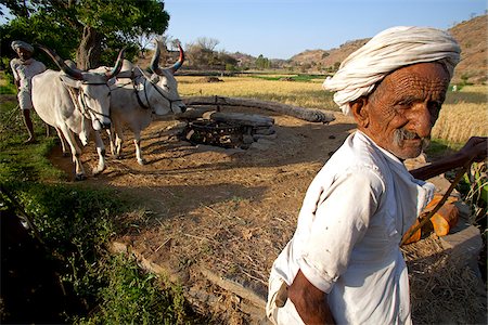 India, Rajasthan.  In the countryside life  continues as it has for centuries with a cattle pulled water pump providing the brute force for a farmers irrigation of his land Stock Photo - Rights-Managed, Code: 862-03807501