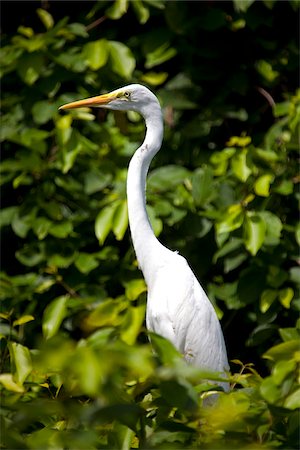 India, Ranganathittu Bird Sanctuary. An Eastern Great Egret set off beautifully against the lush foliage. Stock Photo - Rights-Managed, Code: 862-03807524
