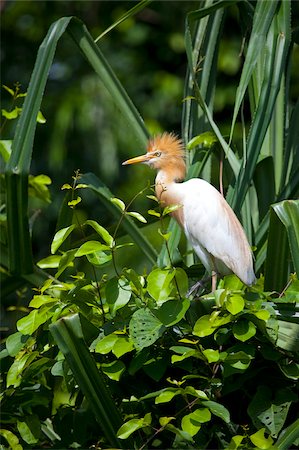 Indien, Ranganathittu-Vogelschutzgebiet. Ein Kuhreiher in Zucht Gefieder. Stockbilder - Lizenzpflichtiges, Bildnummer: 862-03807525