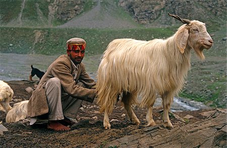 shepherd with goats - India, Himachal Pradesh, Chamba Valley. A Gaddi (semi-nomadic shepherd) from Chamba milks a goat at a shepherds' camp on the trail linking Kugti village, Kugti Pass and the summer grazing meadows of Lahaul. Stock Photo - Rights-Managed, Code: 862-03807588