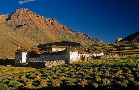 people ladakh - India, Jammu & Kashmir, Ladakh, Zanskar, Kargyak Valley. Traditional whitewashed Tibetan-style homes still dominate the valley's remote and scattered hamlets. Stock Photo - Rights-Managed, Code: 862-03807596